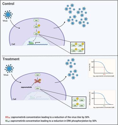 Influenza A virus replication has a stronger dependency on Raf/MEK/ERK signaling pathway activity than SARS-CoV-2